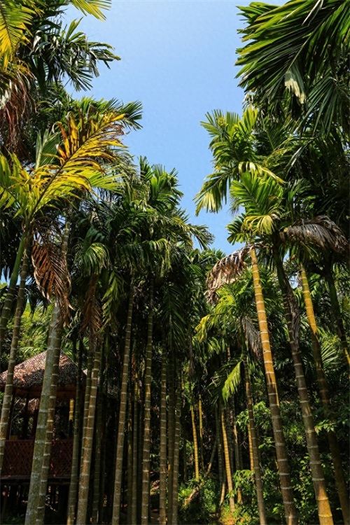 亚龙湾热带天堂森林公园，海南省第一座滨海山地生态观光森林公园