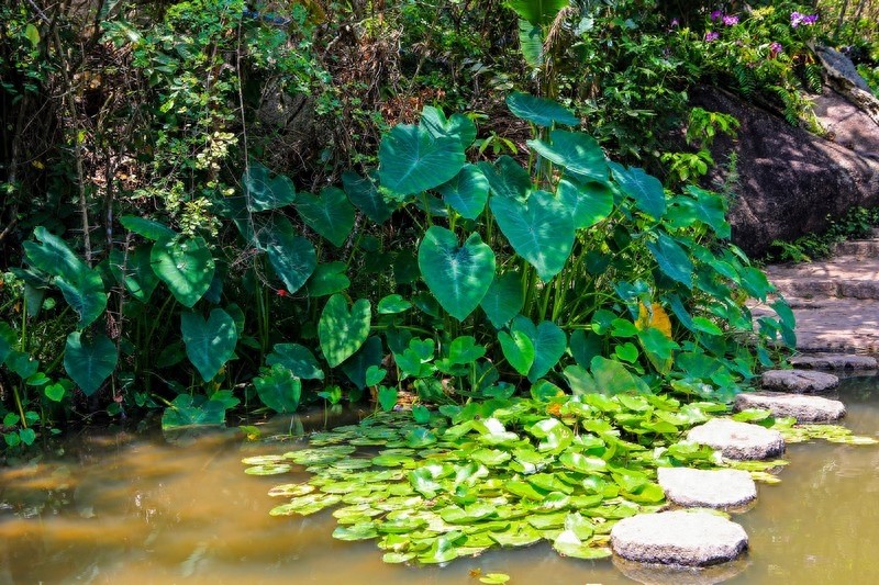 亚龙湾热带天堂森林公园，海南省第一座滨海山地生态观光森林公园