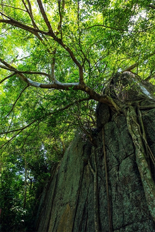 亚龙湾热带天堂森林公园，海南省第一座滨海山地生态观光森林公园