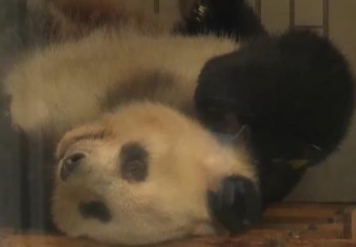 ​熊猫香香到底有多受日本人喜爱？在日留学生：人气比首相还高