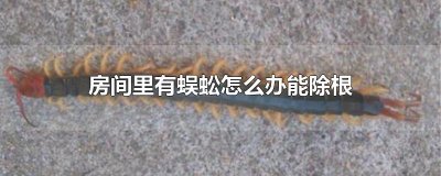 ​房间里有蜈蚣怎么办能除根