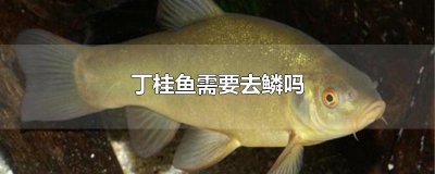​丁桂鱼需要去鳞吗