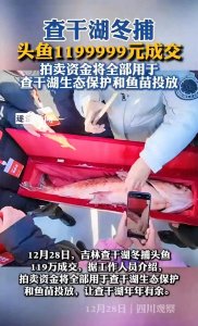 ​120 万惊爆价！探秘查干湖冬捕头鱼的传统现代融合盛宴