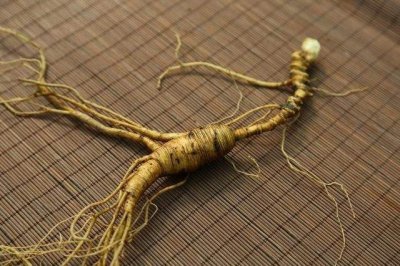 ​终极揭秘：吉林长白山人参好在哪？