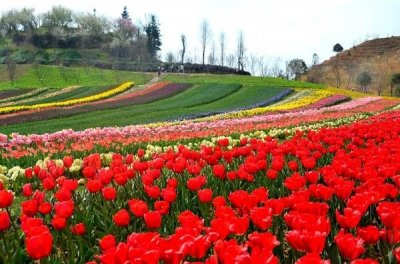 ​贵定：金海雪山四季花谷景区暂停对外开放