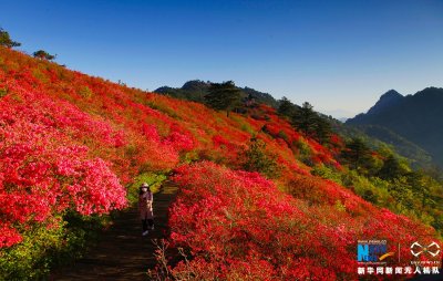 ​湖北麻城百万亩杜鹃花海