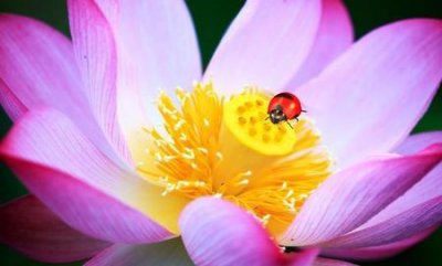 ​华语乐坛是什么梗(为啥说邓丽君的歌是靡靡之音)