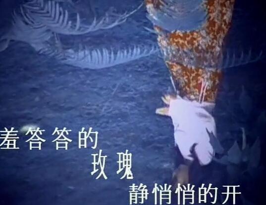 静悄悄的玫瑰羞答答的开是什么歌