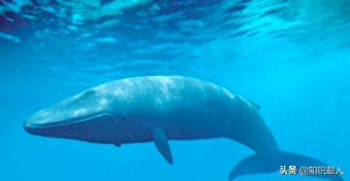 世界上十种最大的鲸鱼