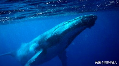 世界上十种最大的鲸鱼