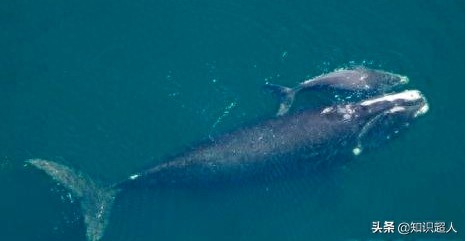 世界上十种最大的鲸鱼