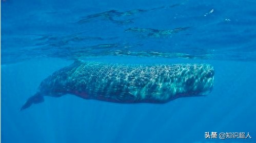 世界上十种最大的鲸鱼