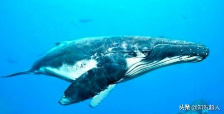 世界上十种最大的鲸鱼