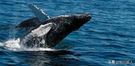 世界上十种最大的鲸鱼