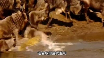 ​河马大战鳄鱼