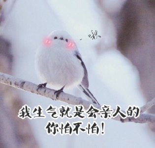 ​萌宠文｜《小肥啾》by糯糯啊