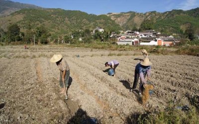 ​土豆（马铃薯）什么时候种？