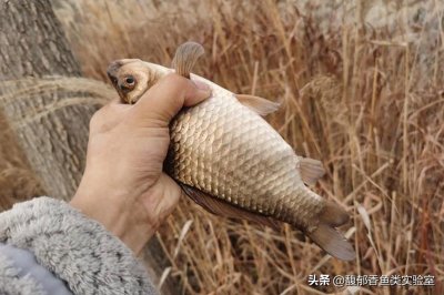 ​冬季在水草区钓鲫鱼的4个小秘诀