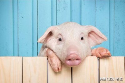 出现非洲猪瘟,还能放心吃猪肉吗?权威解答来了!