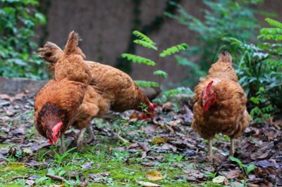 ​中国十大名鸡排名榜（10种好吃的土鸡品种）