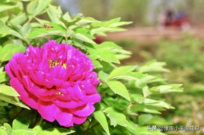 大门两边栽什么花或树最好(大门外两侧栽什么最适合旺家)