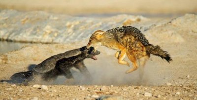 平头哥为什么谁都不怕(蜜獾平头哥为什么谁都敢打)