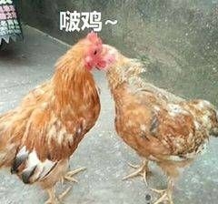 搞笑可爱表情图｜专业按摩来一套