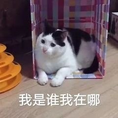 搞笑可爱表情图｜专业按摩来一套