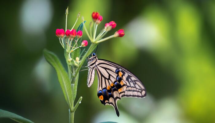 蝴蝶的家在哪里 蝴蝶的栖息地在哪里-图4