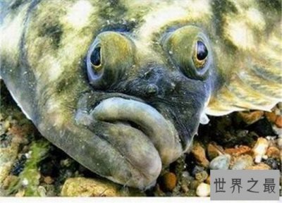 ​世界上眼睛最奇特的鱼，比目鱼的双眼长在头部一侧