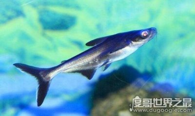 ​虎头鲨吃什么，虎头鲨从挑选技巧到喂养方法大全