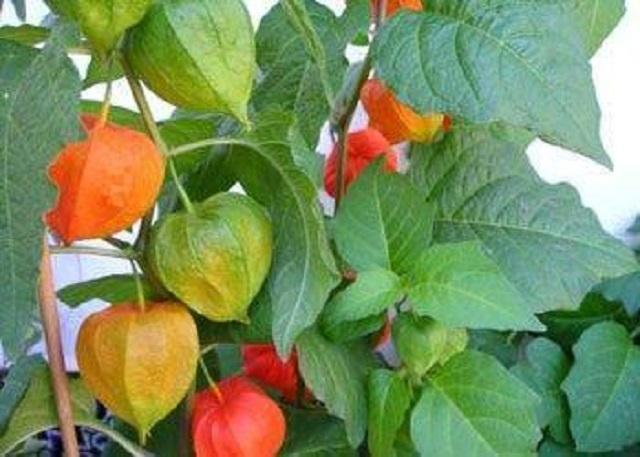 它是乡下小孩最爱野果，吃起来酸酸脆脆，别名“灯笼草”，很好看