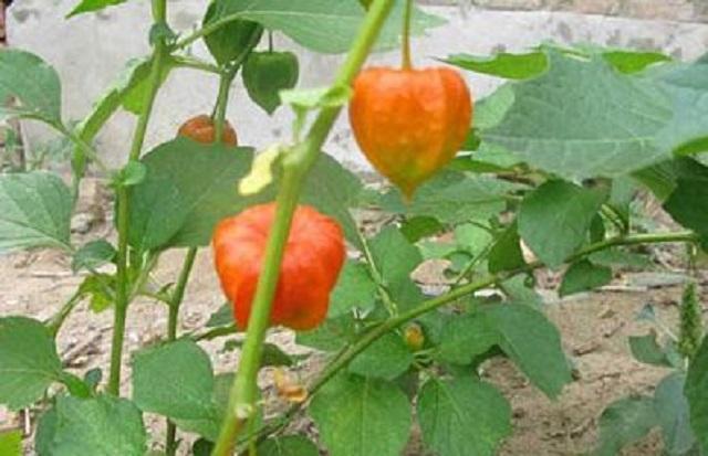 它是乡下小孩最爱野果，吃起来酸酸脆脆，别名“灯笼草”，很好看