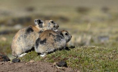 ​鼠兔的饲养方法是什么？