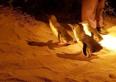 ​澳洲塔斯马尼亚保护区垃圾桶内发现12具小蓝企鹅尸体