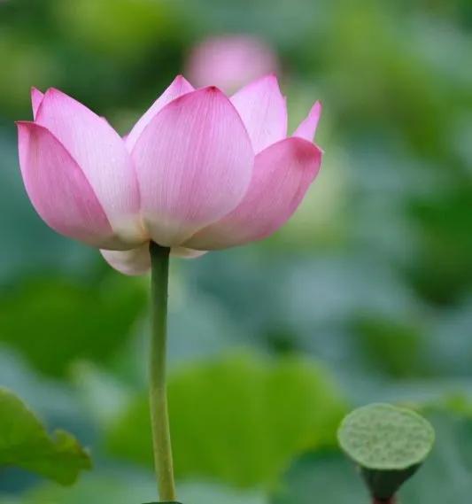 河北电视台女主持人名单表（河北电视台新台花常笑）