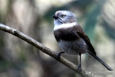 ​银脸「长尾」山雀，中国山雀科鸟类您认识吗？