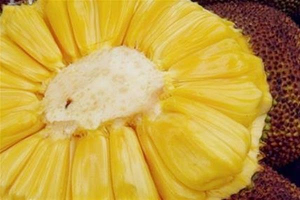 菠萝蜜可以和酸奶一起吃吗 菠萝蜜酸奶吃法
