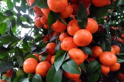 砂糖橘的热量高吗 砂糖橘不适合与什么搭配