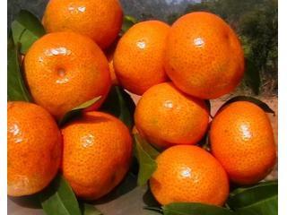 砂糖橘的热量高吗 砂糖橘不适合与什么搭配