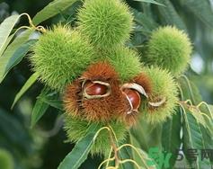 吃板栗会胖吗？吃板栗会不会发胖？