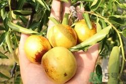 冬枣可以带上飞机吗?冬枣可以托运吗