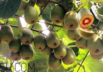 ​红心猕猴桃没熟能吃吗 红心猕猴桃没软能吃吗