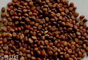 紫苏子的形态特征 卵状圆形