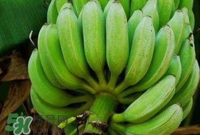 芭蕉不熟可以吃吗？芭蕉怎么催熟