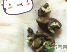 三只松鼠多少钱一袋？三只松鼠价格