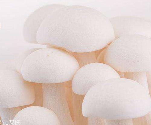 白玉菇的吃法 白玉菇能炖鸡吗？