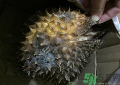 榴莲壳发霉了还能吃吗?榴莲壳发霉了里面的肉还能吃吗?.png