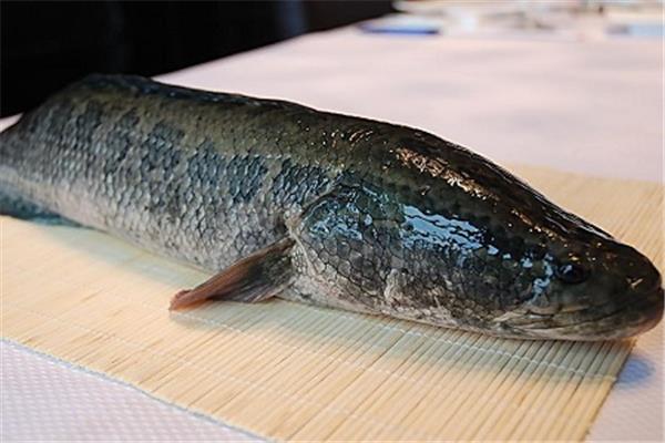 黑鱼适合宝宝吃吗 黑鱼适合什么人吃