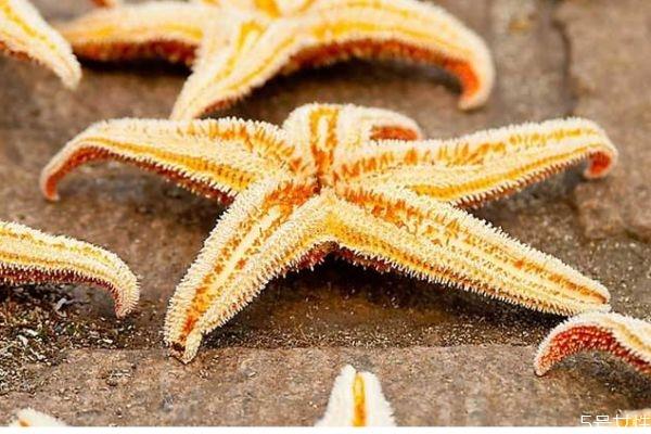 海星可以吃吗 海星有什么营养价值呢